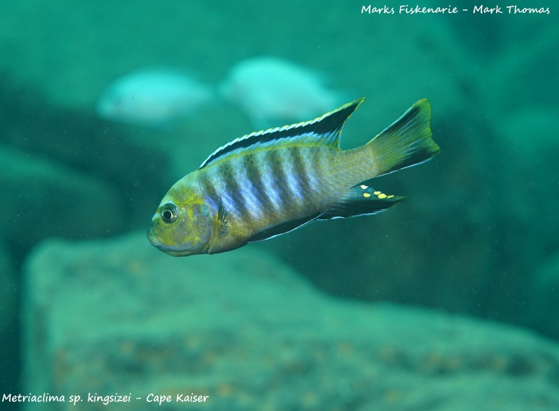 Cynotilapia sp. 'lion' Cape Kaiser